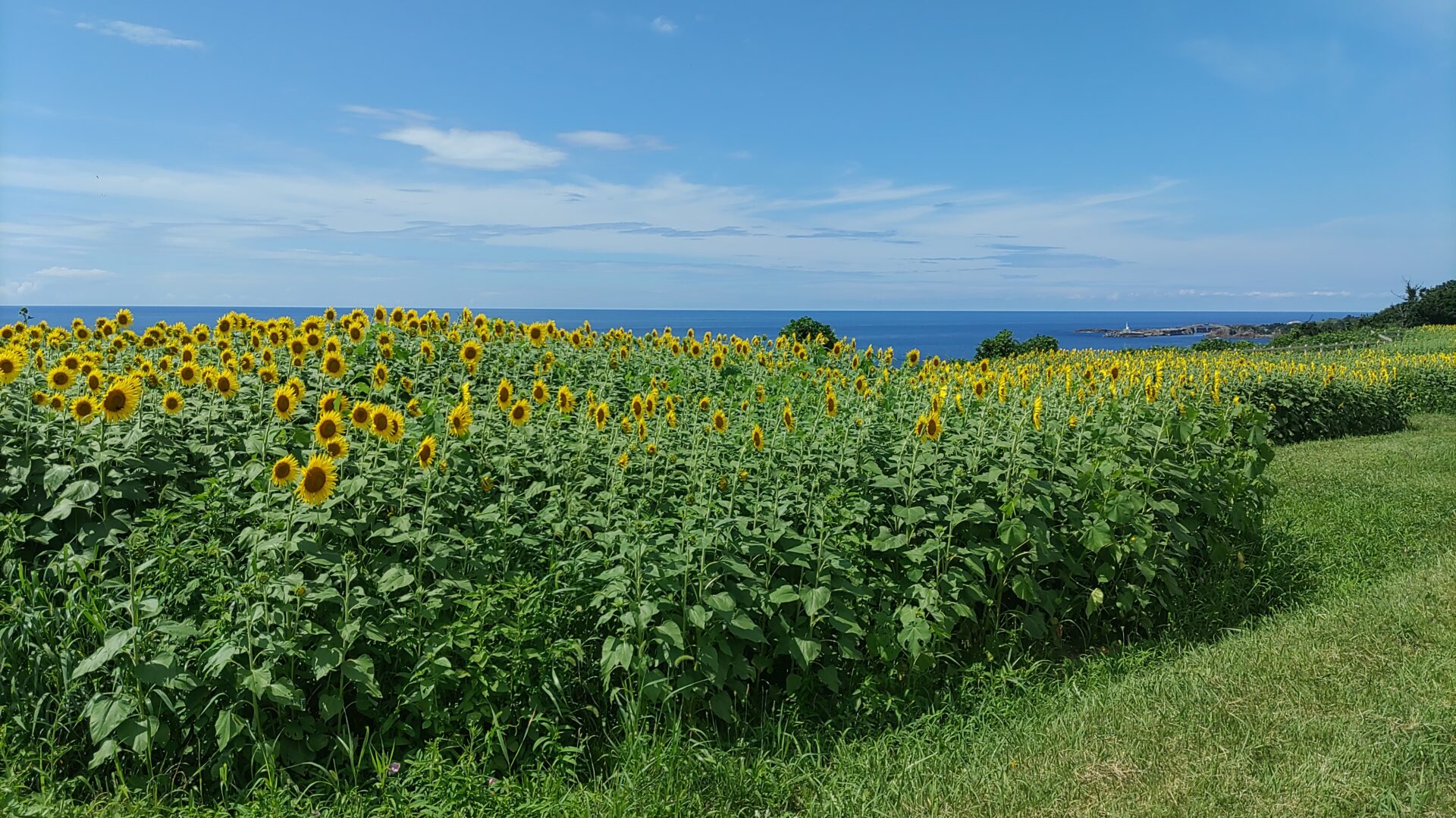 小川のひまわり畑