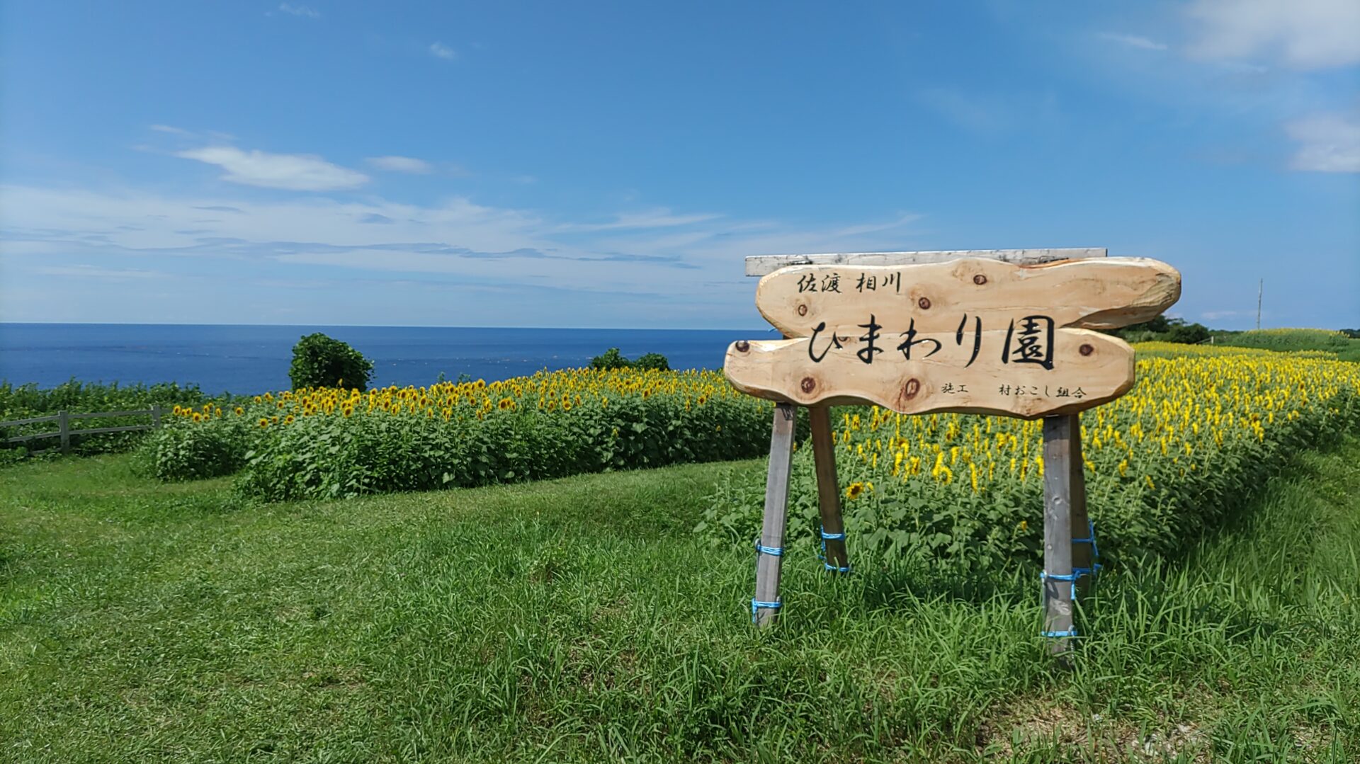 小川のひまわり畑