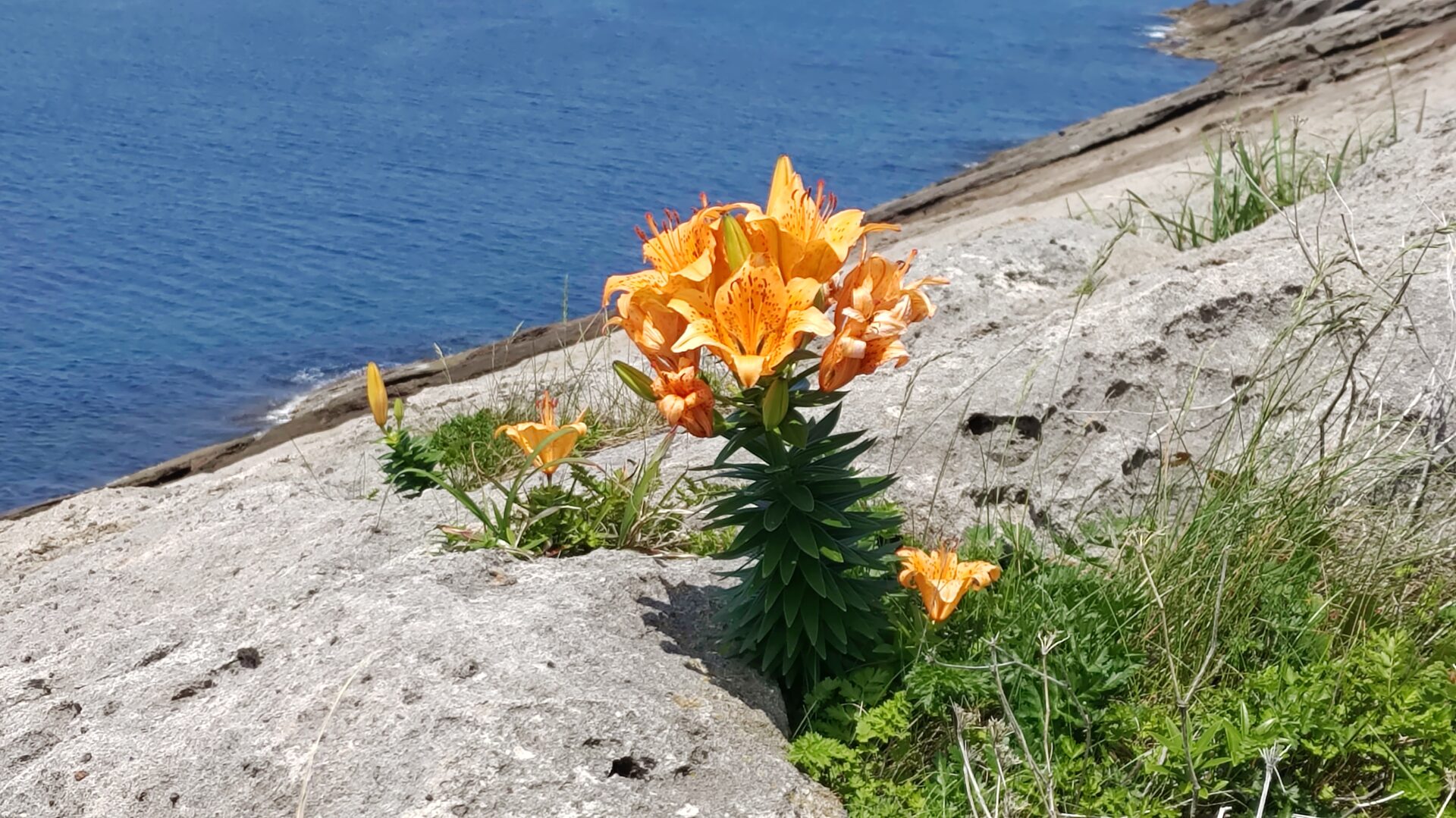 5月の佐渡