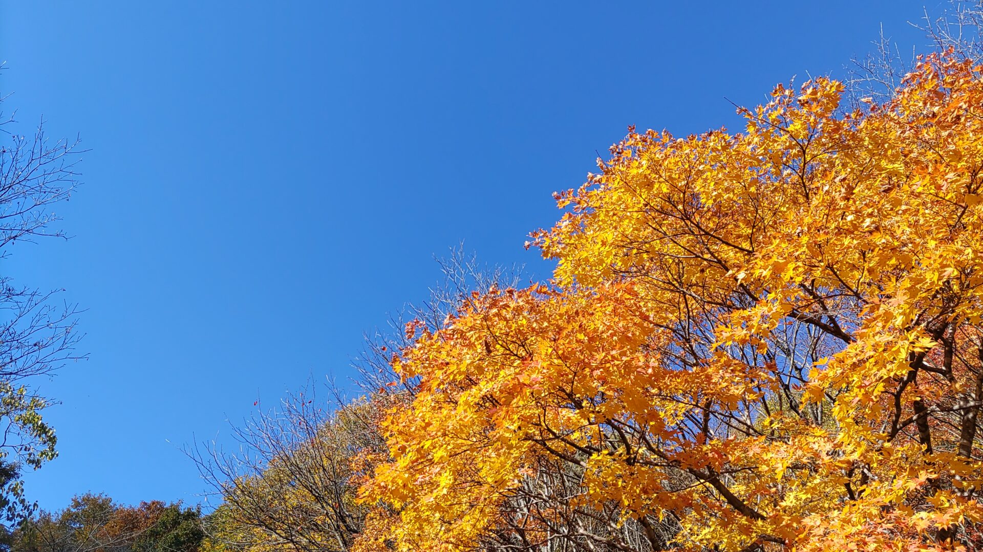 11月の佐渡