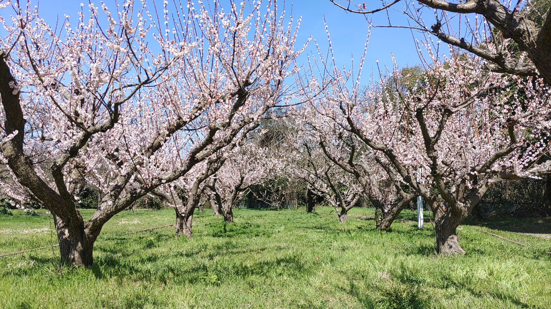 相川城址公園