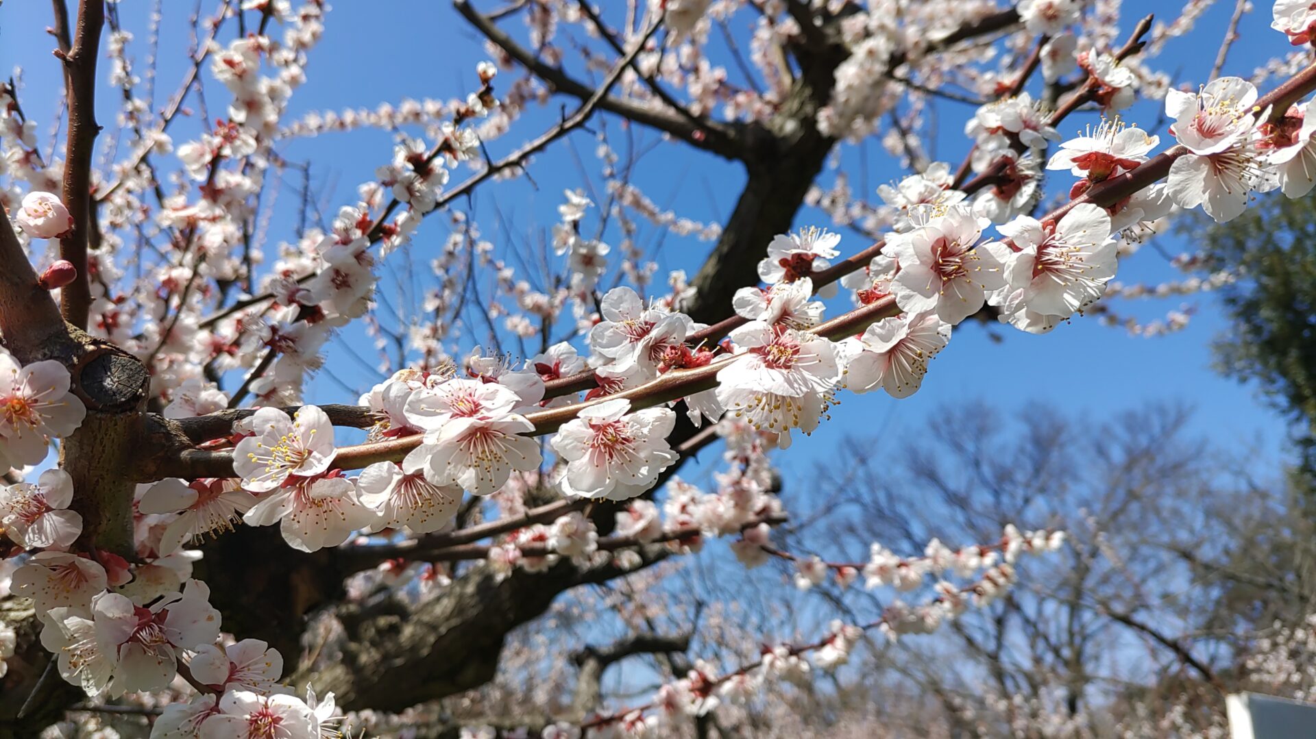 相川城址公園
