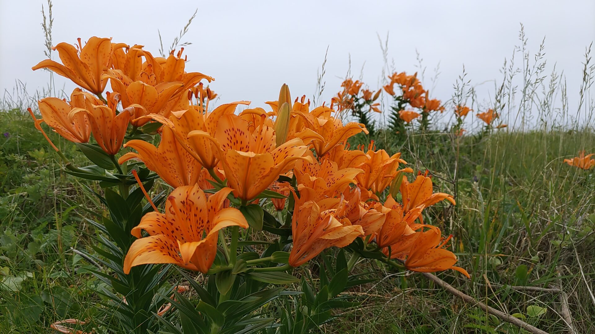 藻浦崎公園
