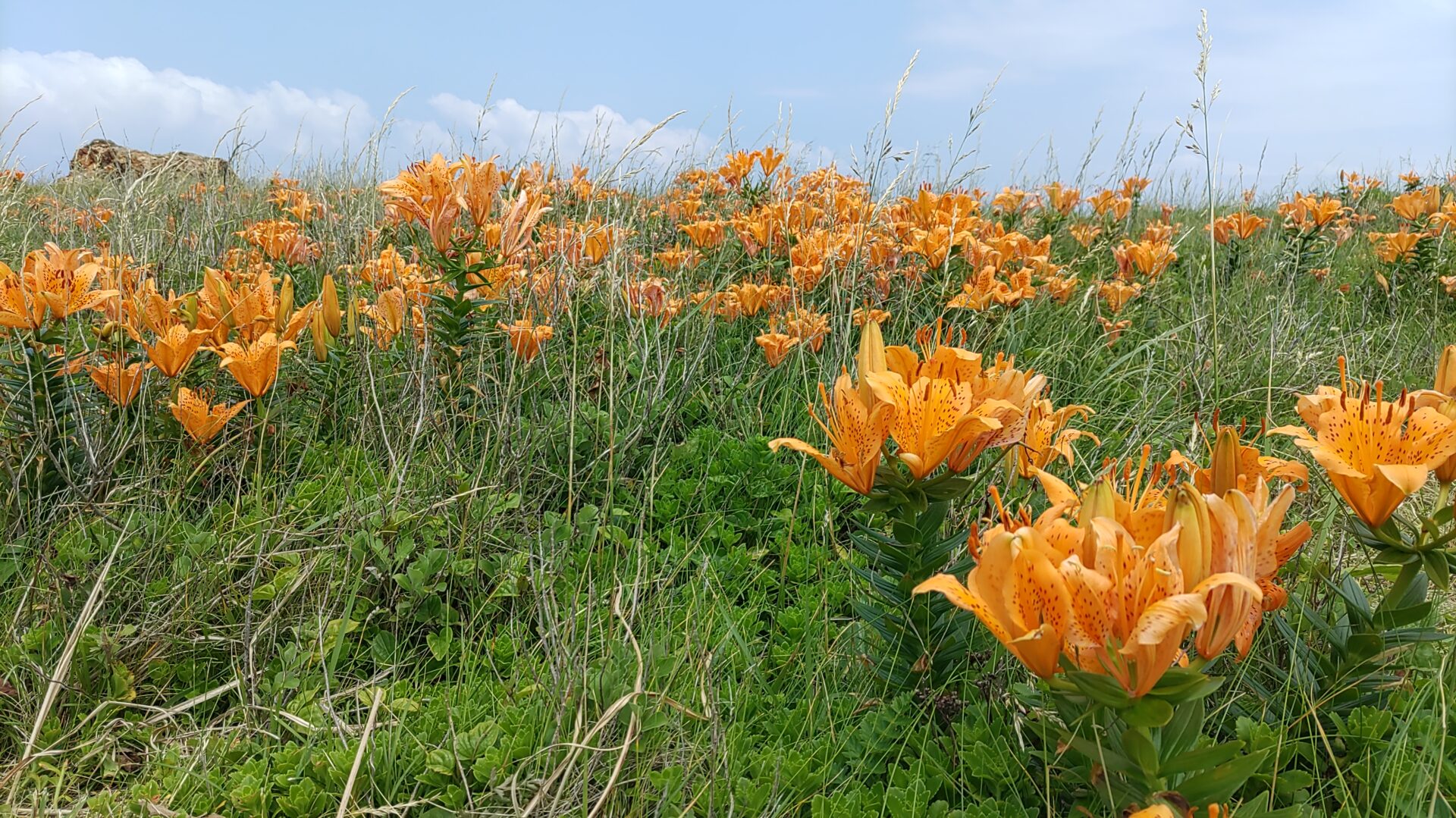 藻浦崎公園