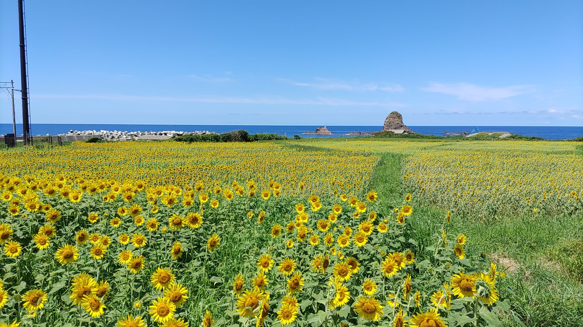 石名の向日葵畑