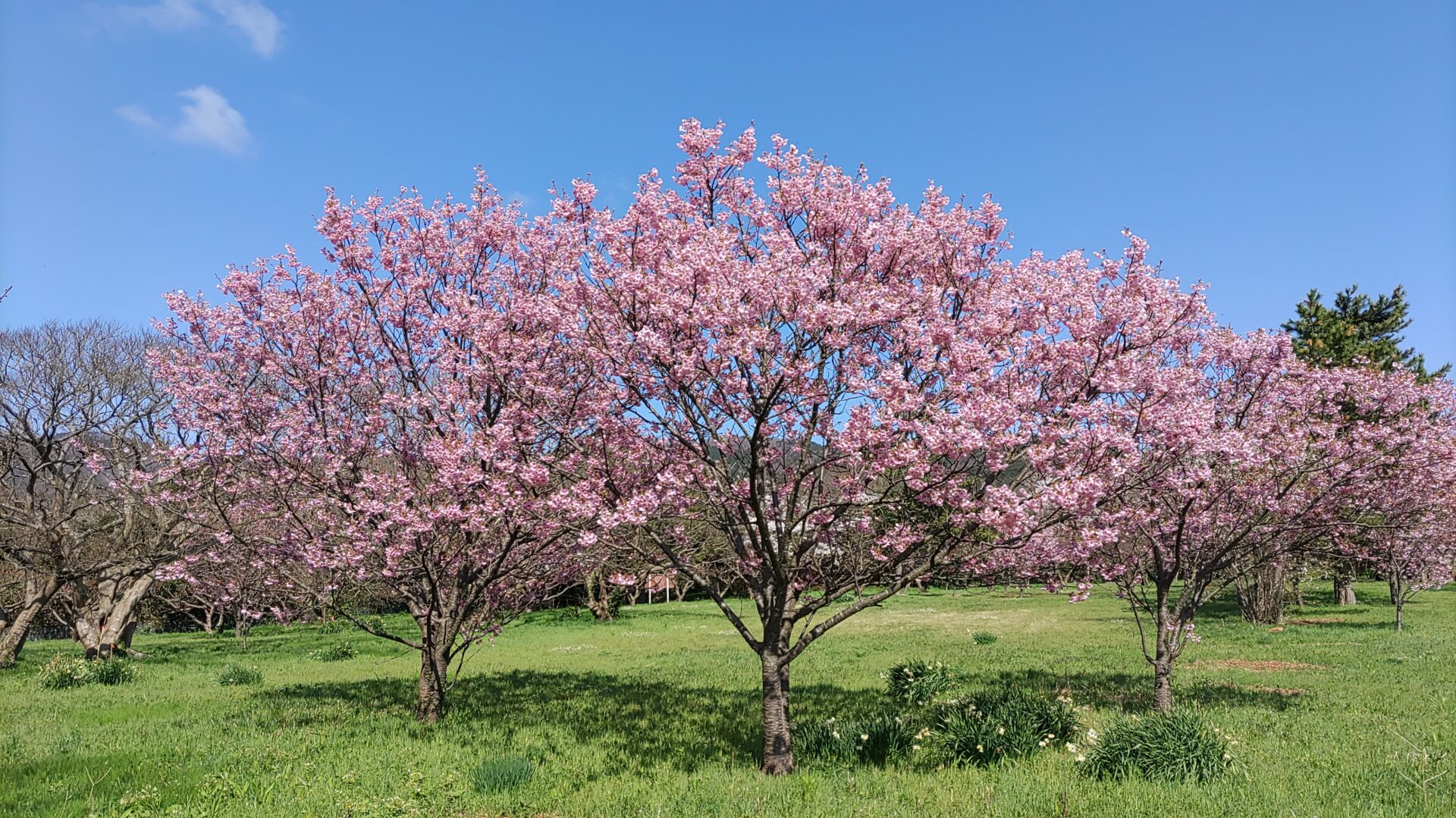 相川城址公園