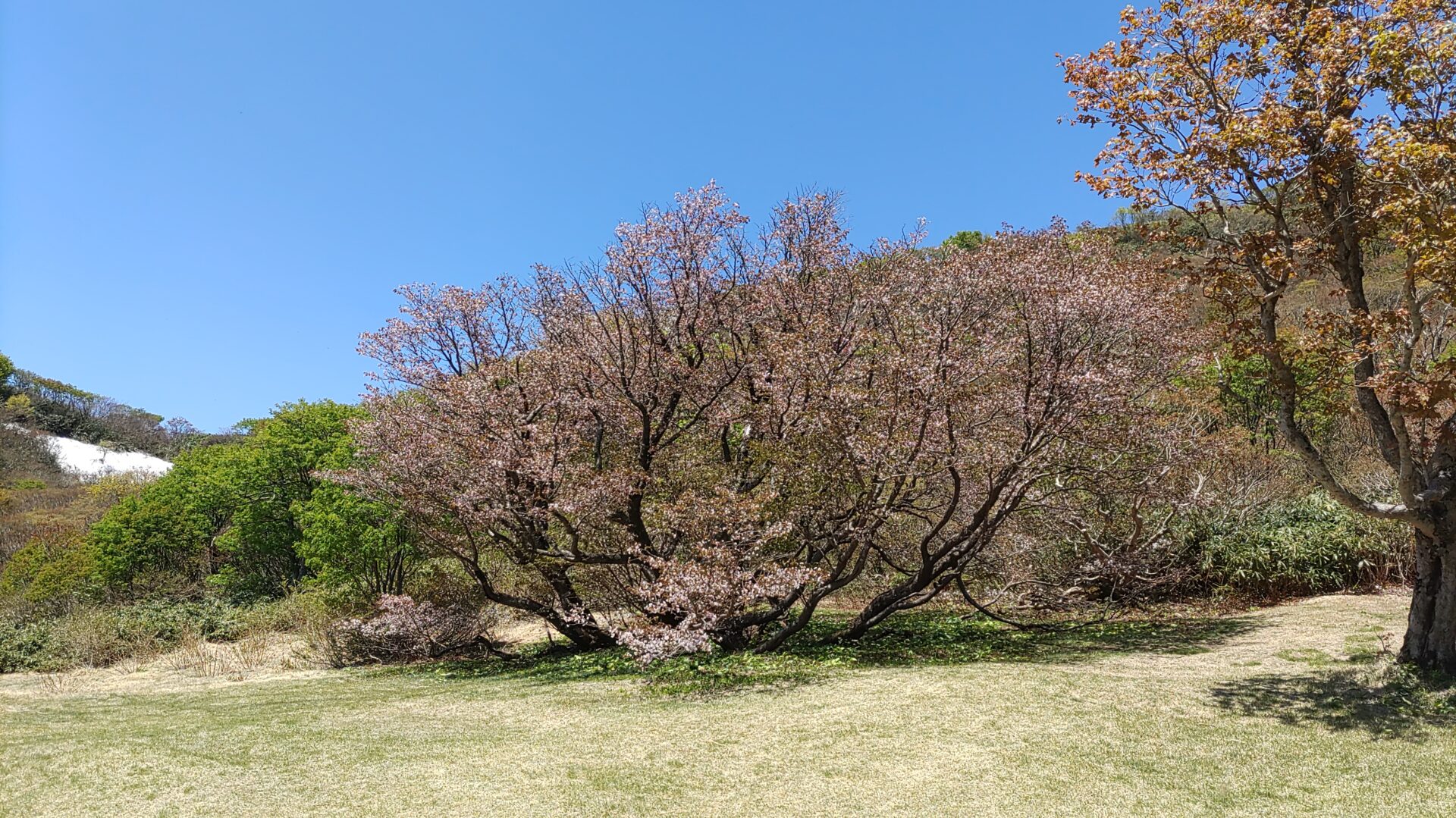 千竜桜