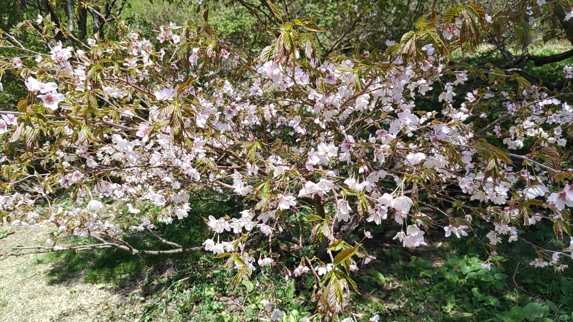 千竜桜